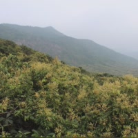 潮汕网红何先生