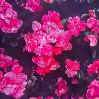 “邀你看花🌺”