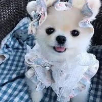 鱼豆蔻年华