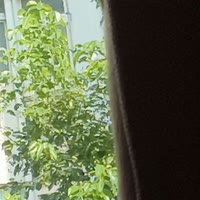 吴